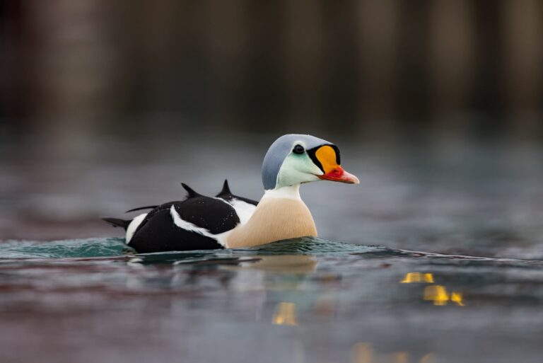 Pato de King Eider nadando en aguas árticas con plumaje blanco, negro y naranja característico