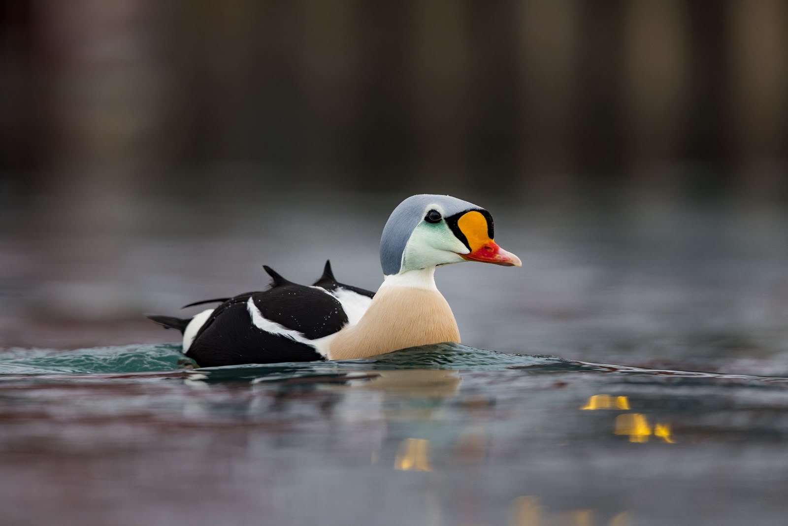 Pato de King Eider nadando en aguas árticas con plumaje blanco, negro y naranja característico