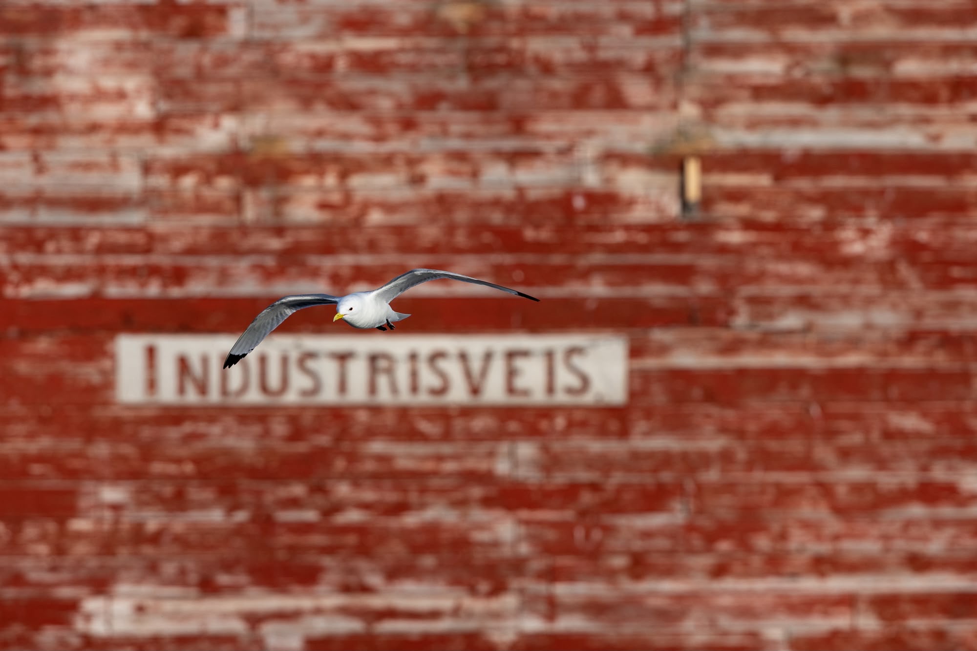 Gaviota en vuelo sobre pared de ladrillo rojo con texto industrial de fondo