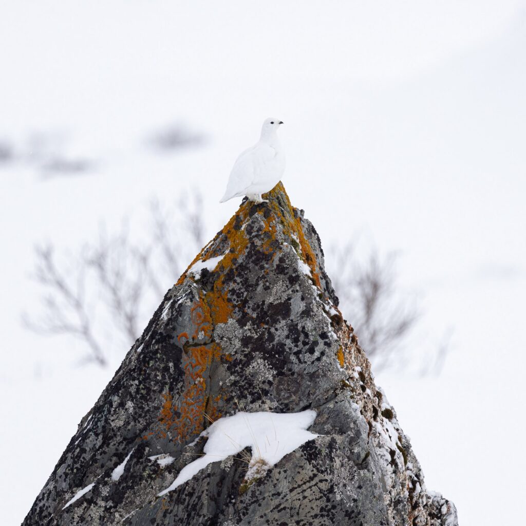 Perdiz nival blanca posada sobre roca cubierta de liquen en paisaje ártico nevado