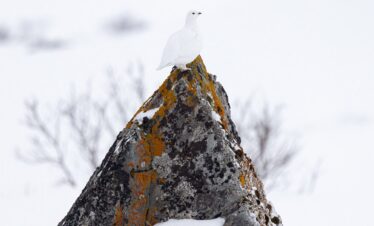 Perdiz nival blanca posada sobre roca cubierta de liquen en paisaje ártico nevado