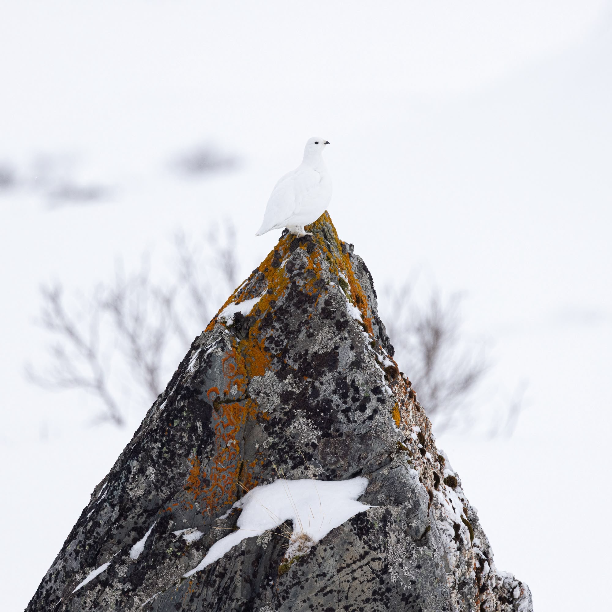 Perdiz nival blanca posada sobre roca cubierta de liquen en paisaje ártico nevado