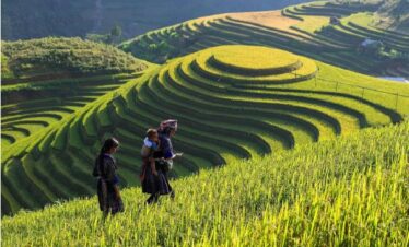 Tres excursionistas en terrazas de arroz verde en las montañas de Sapa, Vietnam