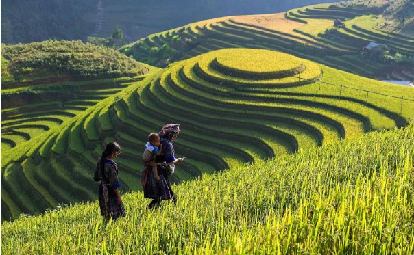 Tres excursionistas en terrazas de arroz verde en las montañas de Sapa, Vietnam