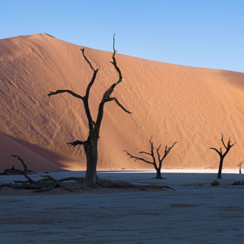 Árboles muertos en Dead Vlei, Namibia, con dunas de arena roja al fondo bajo cielo despejado