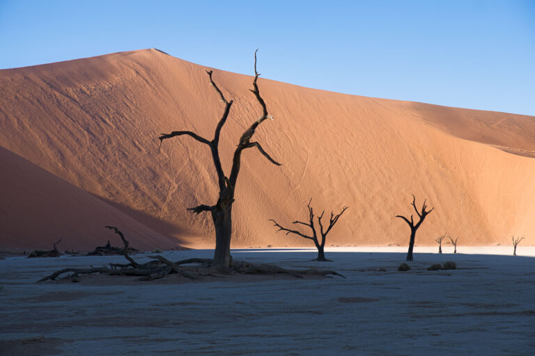 Árboles muertos en Dead Vlei, Namibia, con dunas de arena roja al fondo bajo cielo despejado