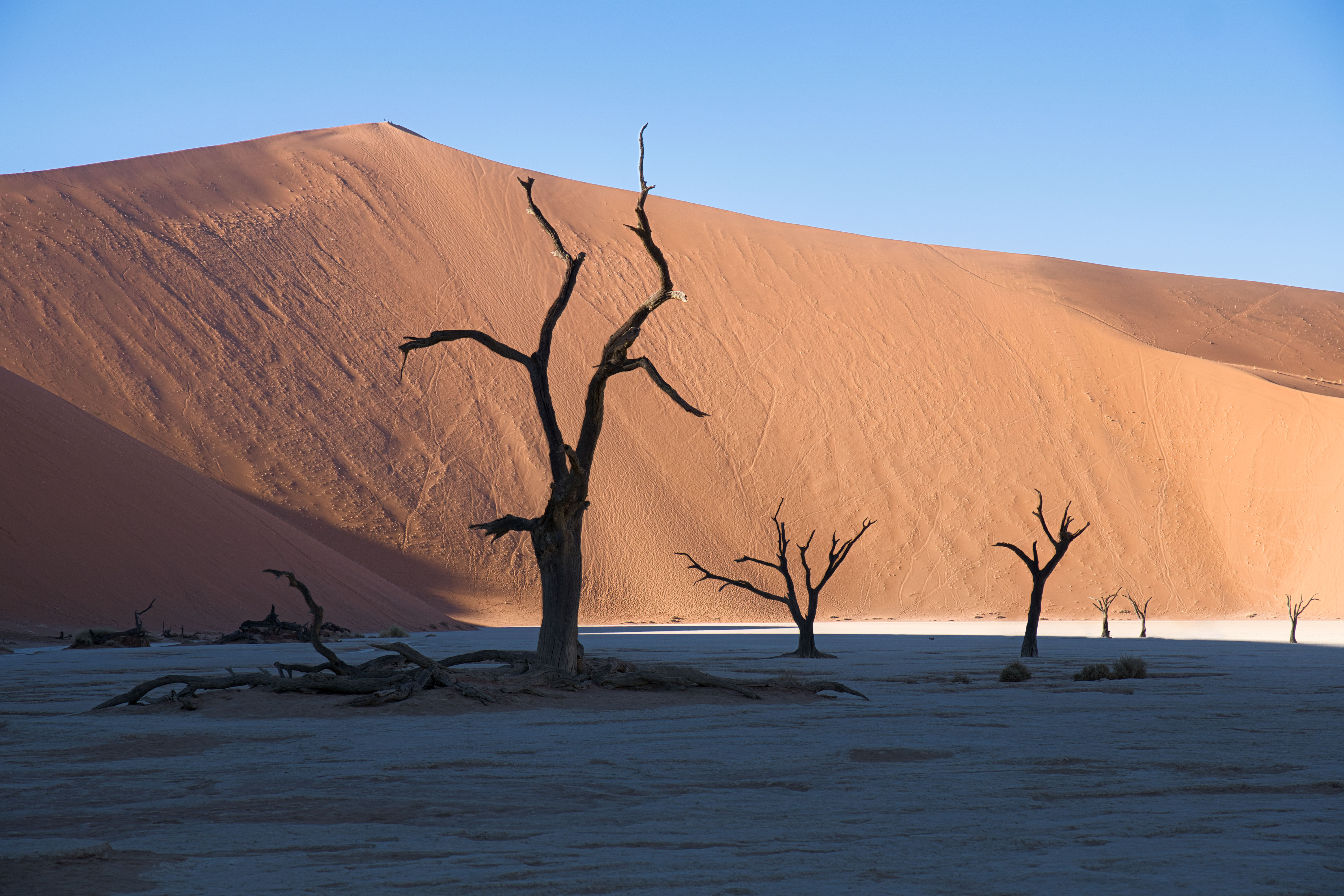 Árboles muertos en Dead Vlei, Namibia, con dunas de arena roja al fondo bajo cielo despejado