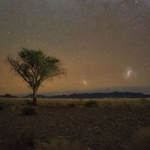 Árbol solitario en la sabana namibia bajo cielo estrellado nocturno con cordillera al fondo