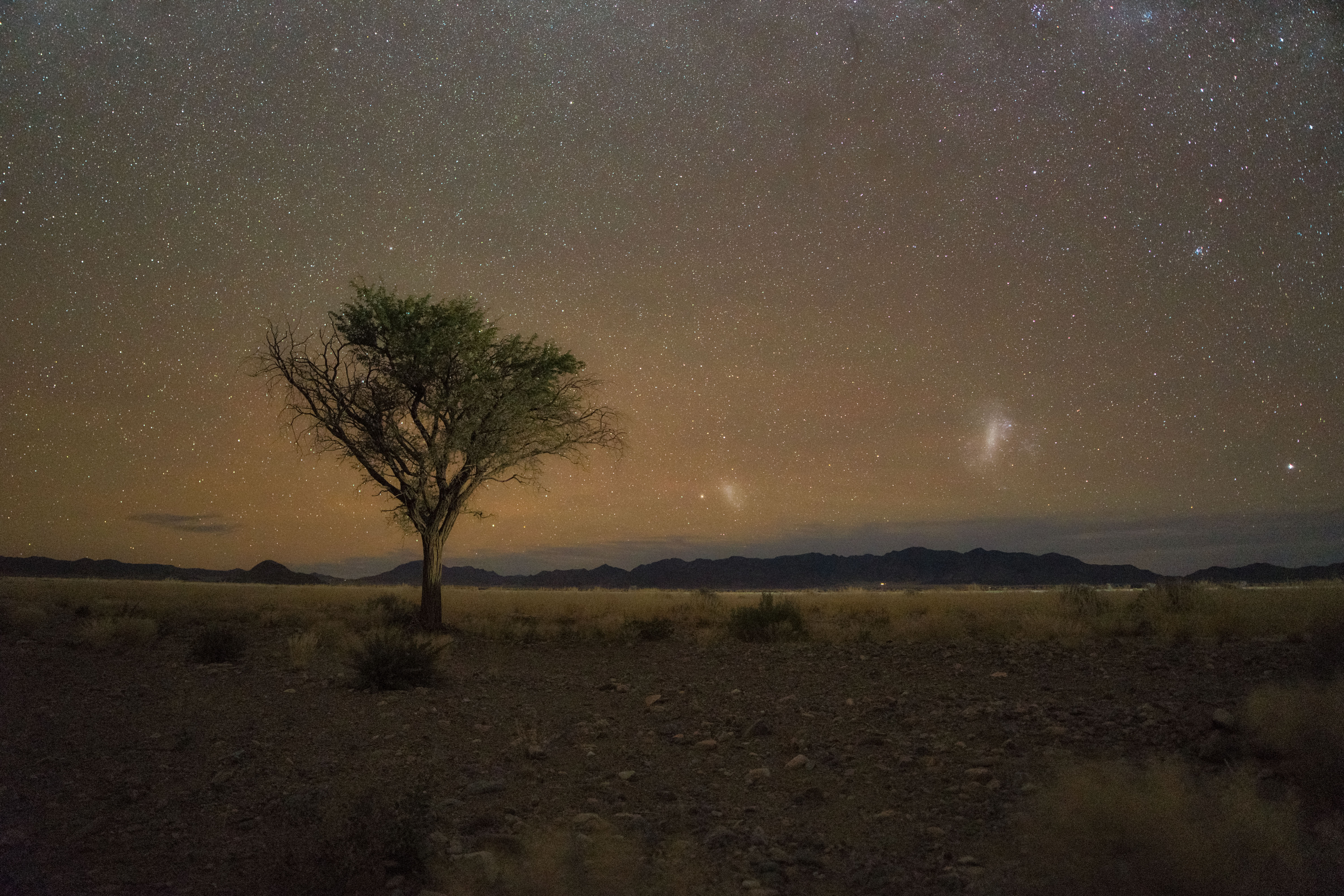 Árbol solitario en la sabana namibia bajo cielo estrellado nocturno con cordillera al fondo