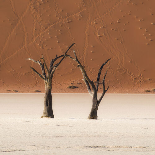 Dos árboles muertos y retorcidos en el árido suelo blanco de Deadvlei, con dunas de arena roja al fondo en Namibia.