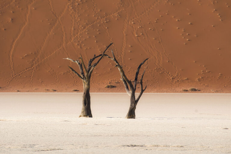 Dos árboles muertos y retorcidos en el árido suelo blanco de Deadvlei, con dunas de arena roja al fondo en Namibia.