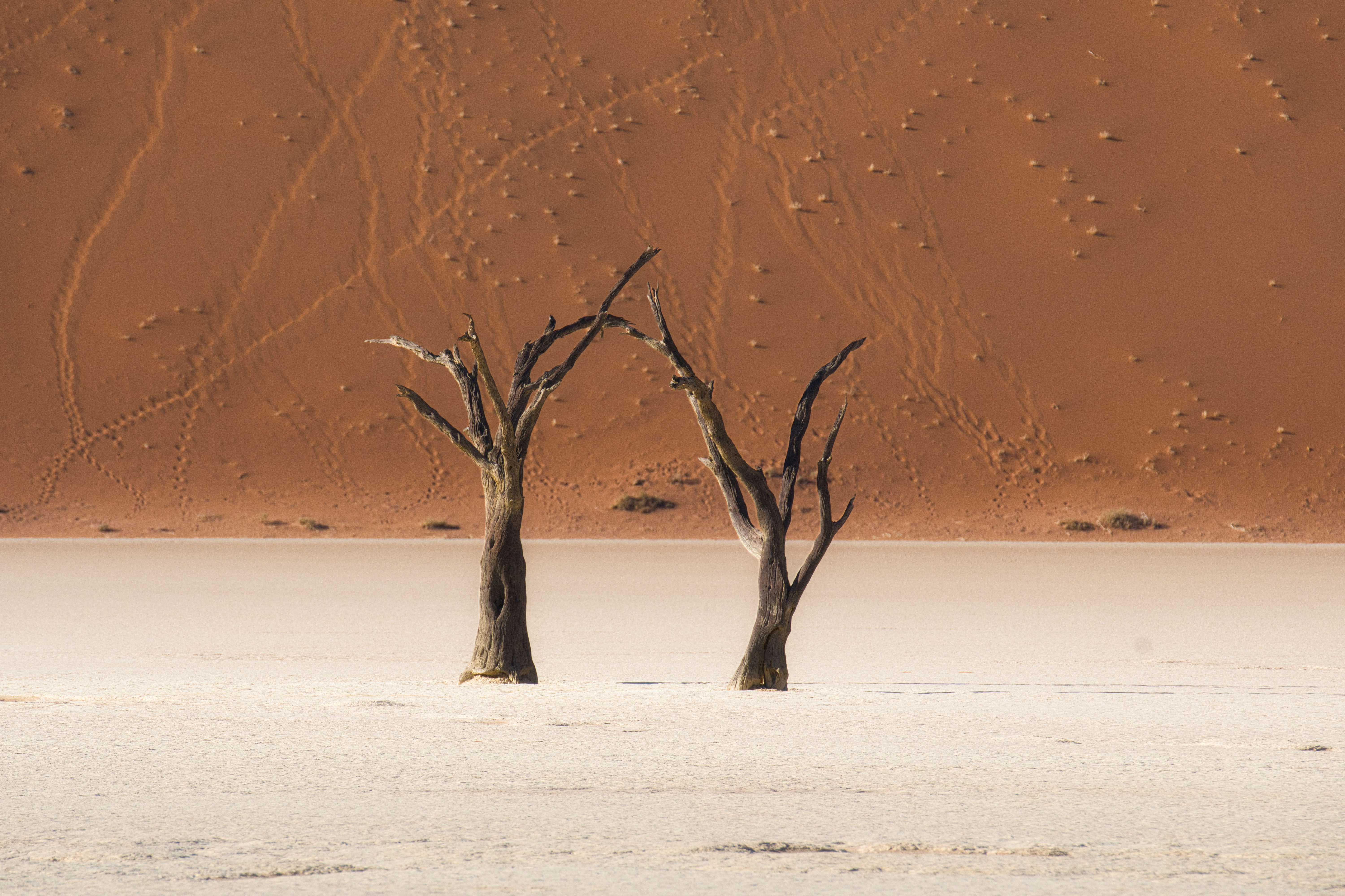 Dos árboles muertos y retorcidos en el árido suelo blanco de Deadvlei, con dunas de arena roja al fondo en Namibia.
