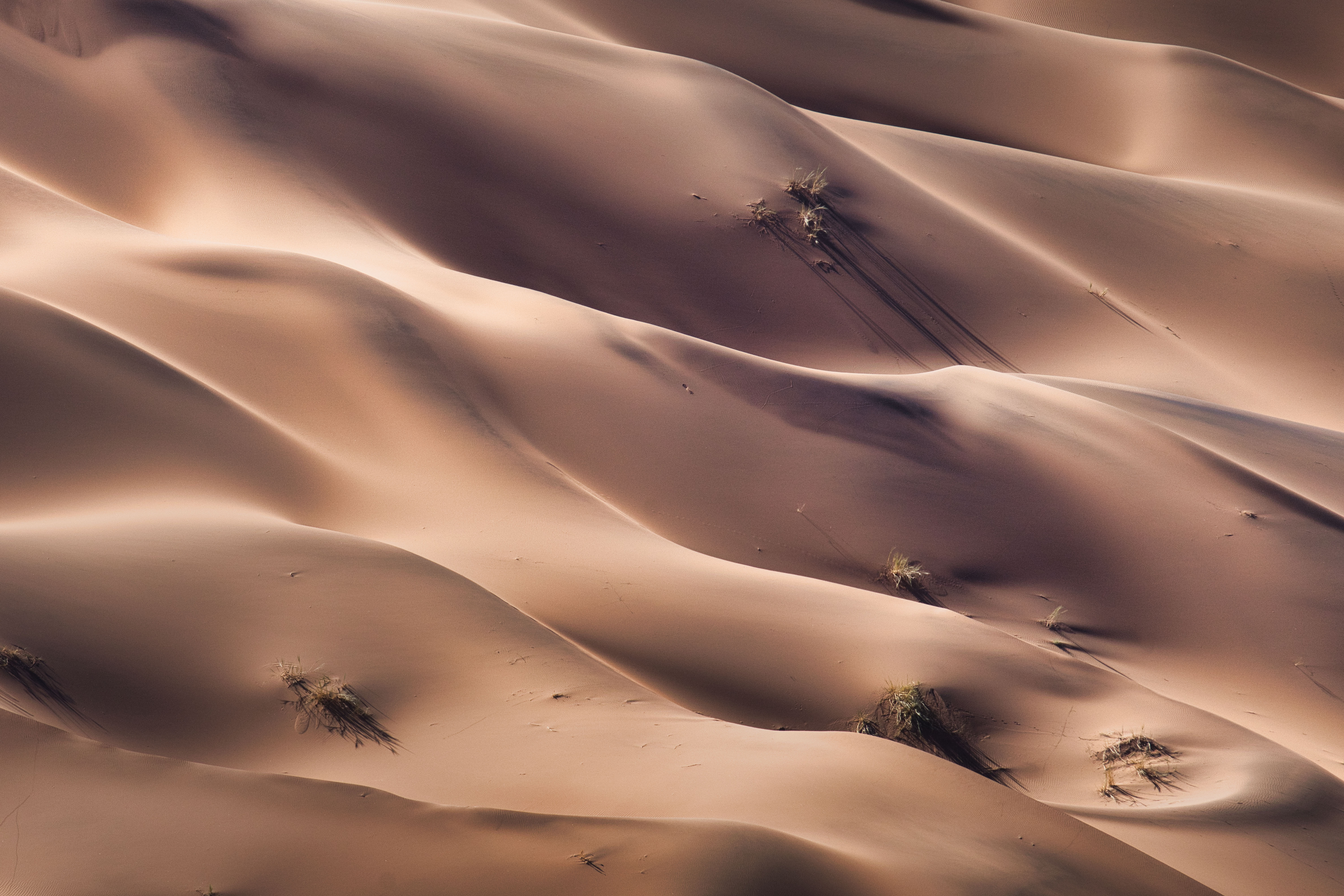Dunas de arena del desierto de Namibia con vegetación dispersa y sombras marcadas por la luz lateral