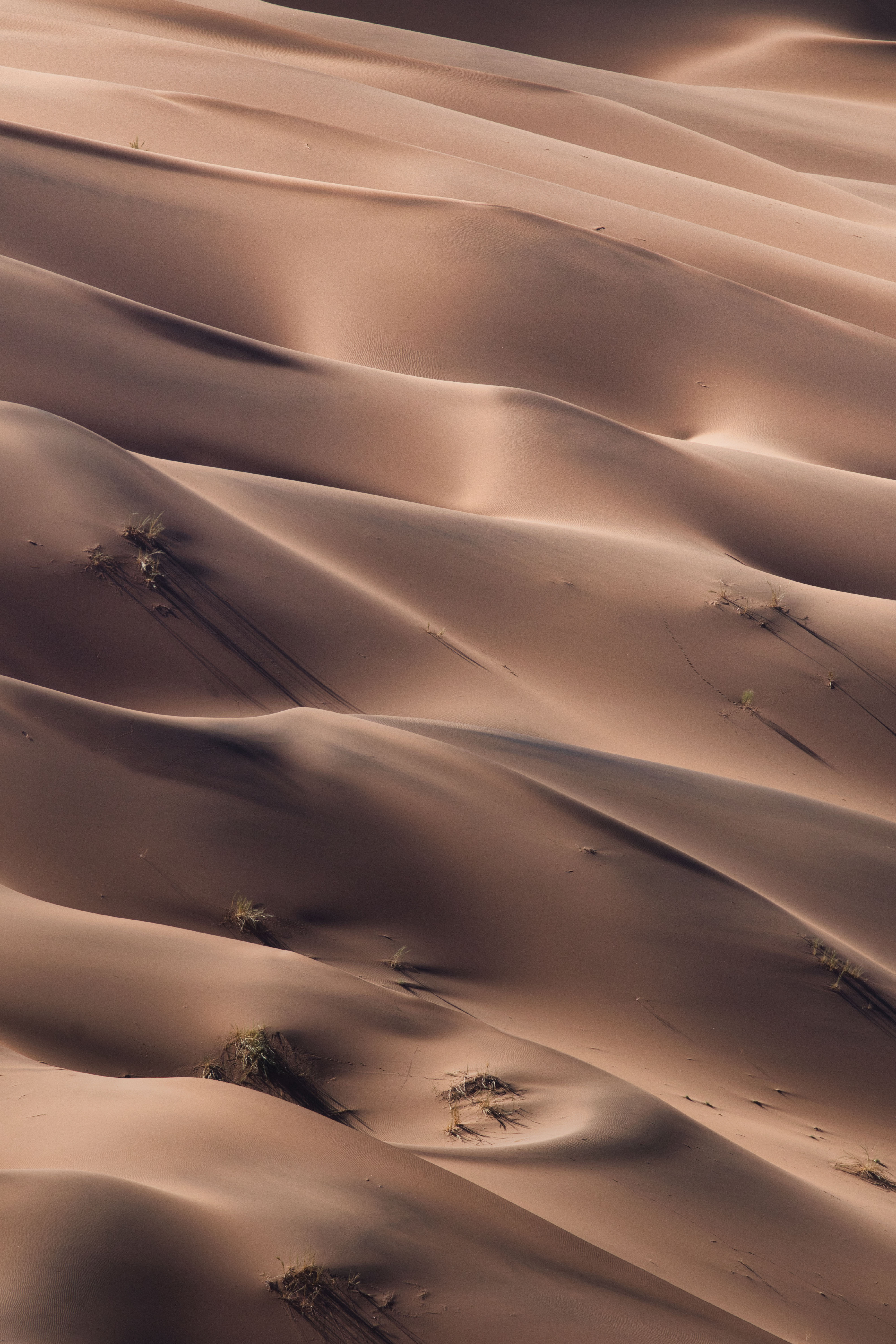 Dunas de arena del desierto de Namibia con vegetación dispersa y sombras marcadas por la luz lateral