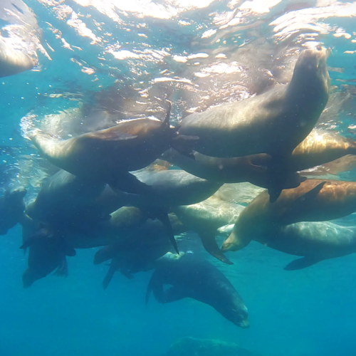 Grupo de lobos marinos nadando juntos en aguas azules cristalinas del océano Pacífico
