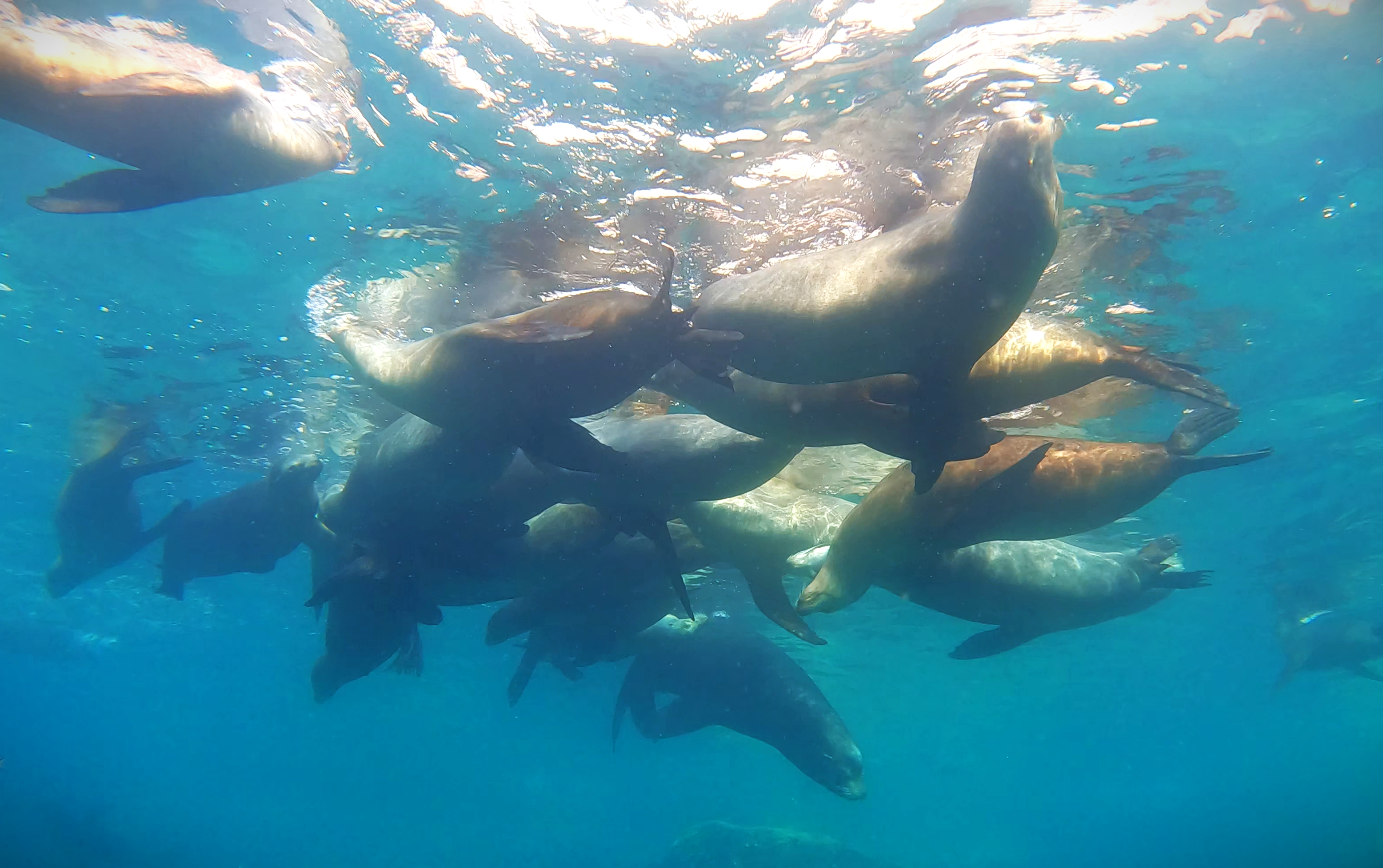 Grupo de lobos marinos nadando juntos en aguas azules cristalinas del océano Pacífico