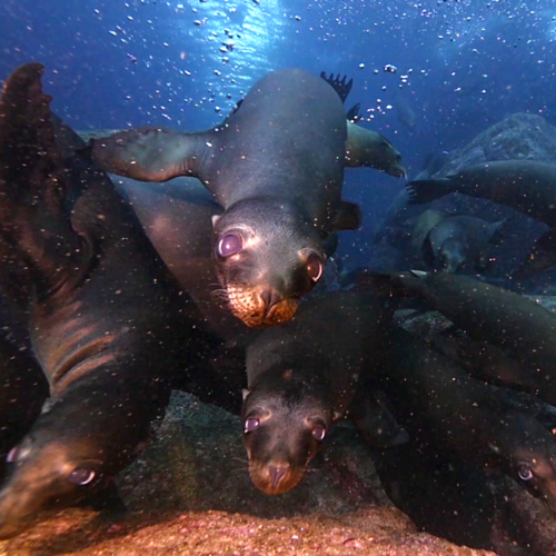 Grupo de lobos marinos buceando en aguas azules del océano Pacífico, mostrando su comportamiento playful y curiosidad hacia la cámara