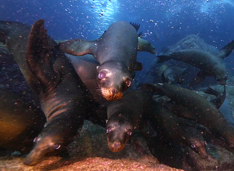 Grupo de lobos marinos buceando en aguas azules del océano Pacífico, mostrando su comportamiento playful y curiosidad hacia la cámara