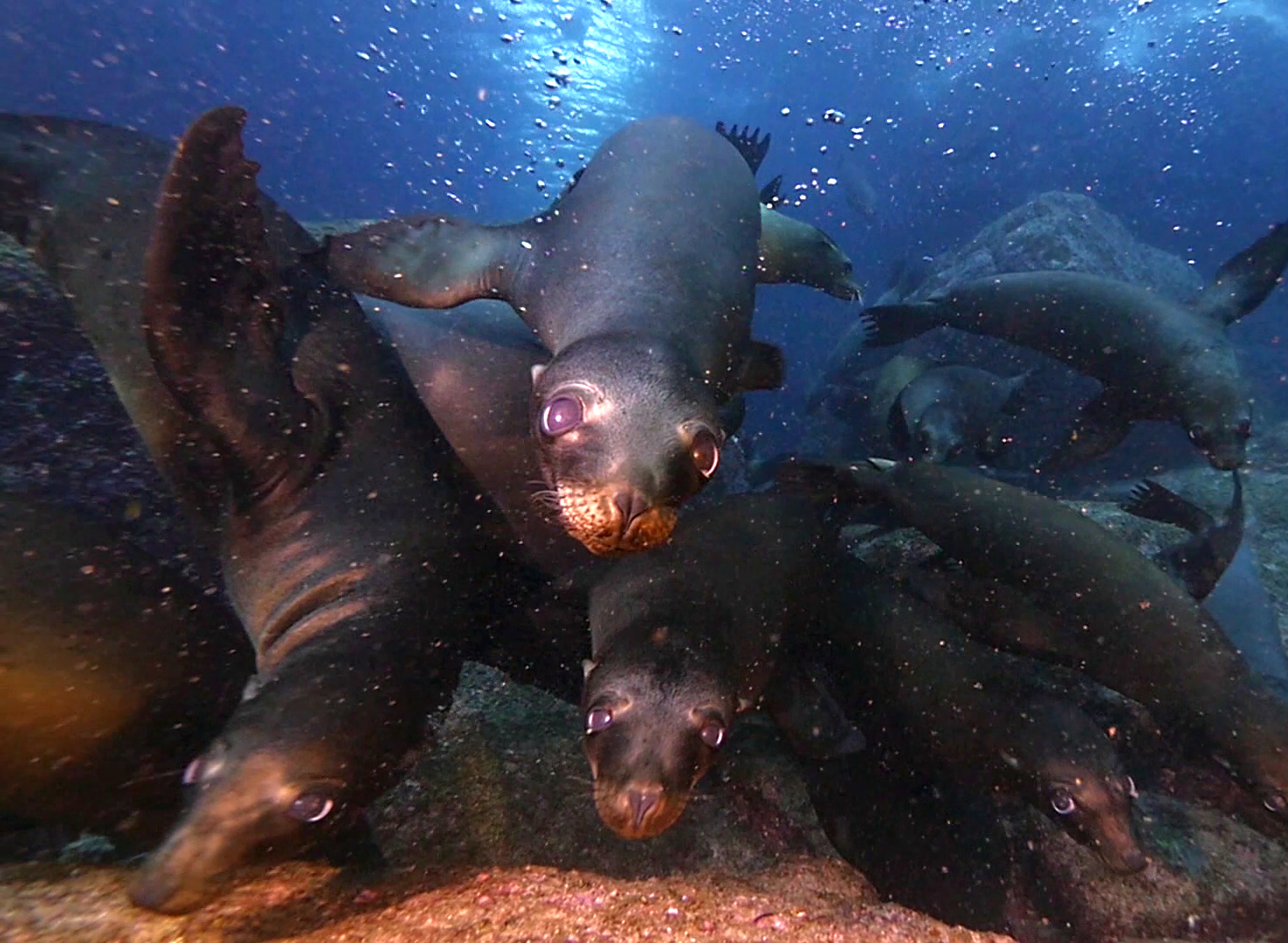 Grupo de lobos marinos buceando en aguas azules del océano Pacífico, mostrando su comportamiento playful y curiosidad hacia la cámara