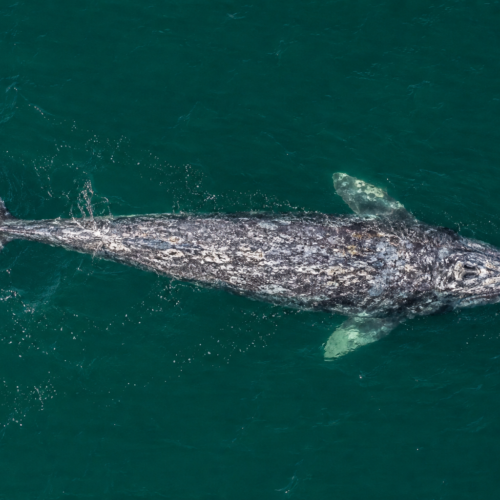 Ballena gris vista desde arriba en aguas turquesas de Baja California, mostrando su dorso moteado y aleta caudal.