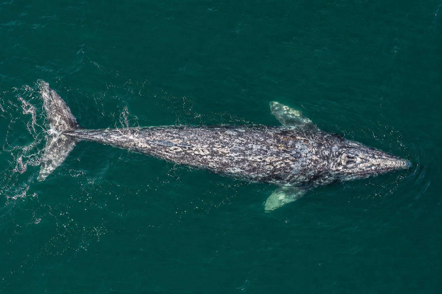 Ballena gris vista desde arriba en aguas turquesas de Baja California, mostrando su dorso moteado y aleta caudal.