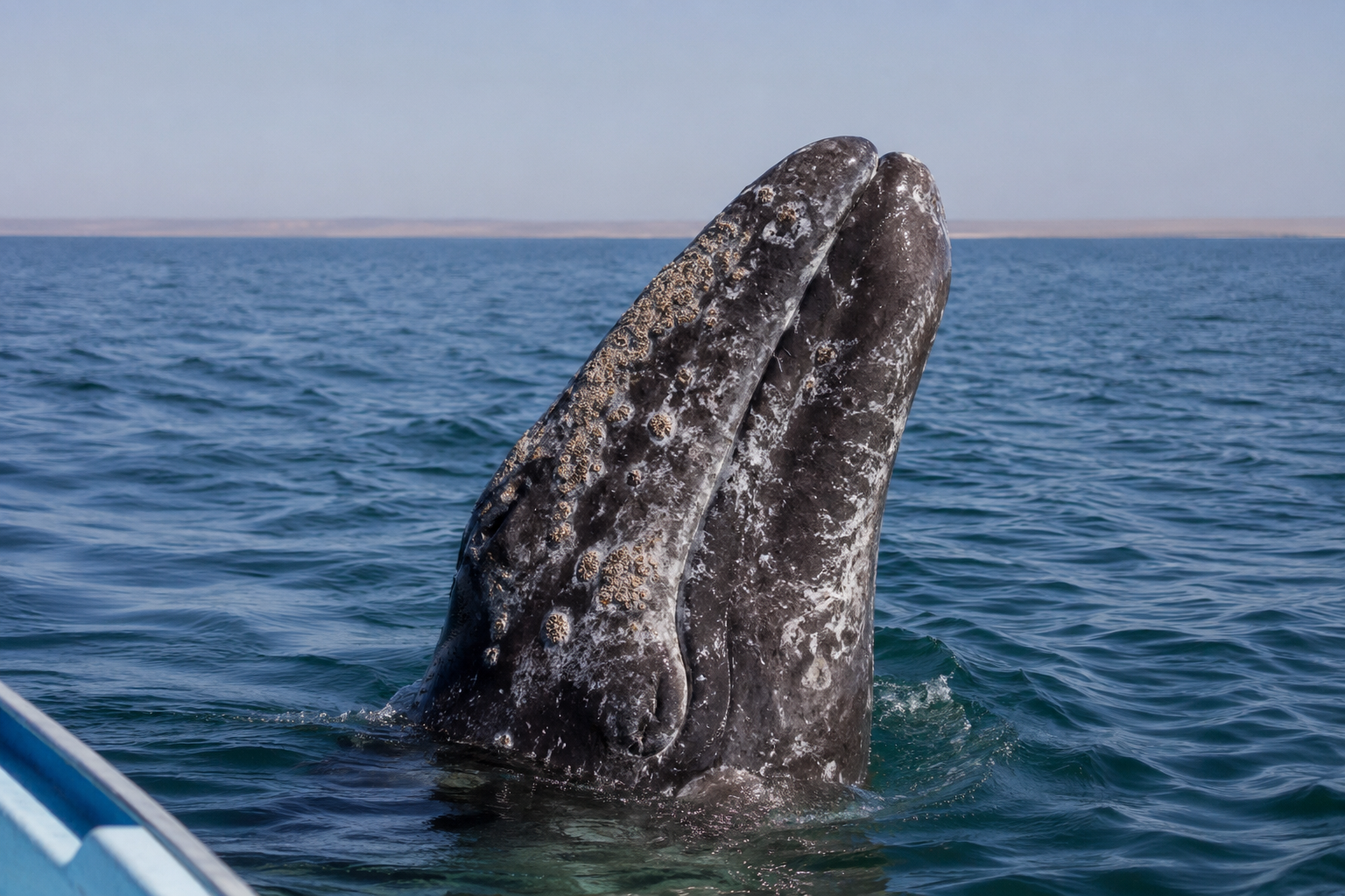 Ballena gris emerge verticalmente del agua mostrando su cabeza y cuerpo cubierto de percebes durante avistamiento marino.