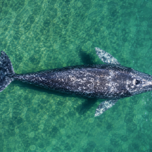 Ballena gris vista desde arriba en aguas turquesas cristalinas de Baja California
