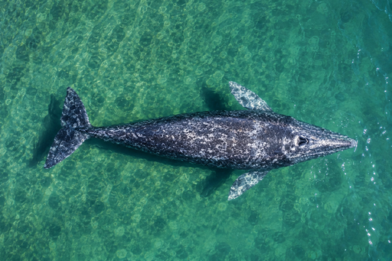 Ballena gris vista desde arriba en aguas turquesas cristalinas de Baja California
