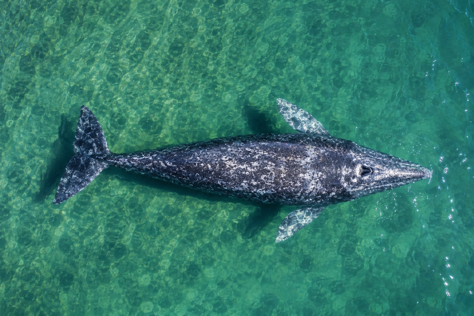 Ballena gris vista desde arriba en aguas turquesas cristalinas de Baja California