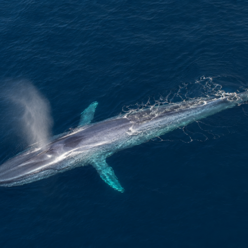 Ballena azul vista desde arriba en aguas azules del océano, mostrando su cuerpo alargado y aleta caudal