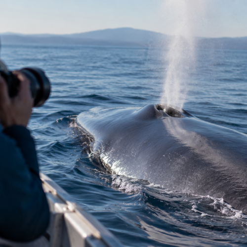Fotógrafo a bordo de embarcación captura ballena azul expulsando agua por su espiráculo en el océano