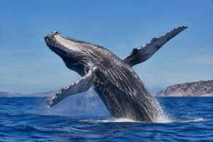 Ballenas de Baja California Sur Marzo 2027