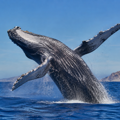 Ballena jorobada realizando un salto espectacular fuera del agua en el océano azul