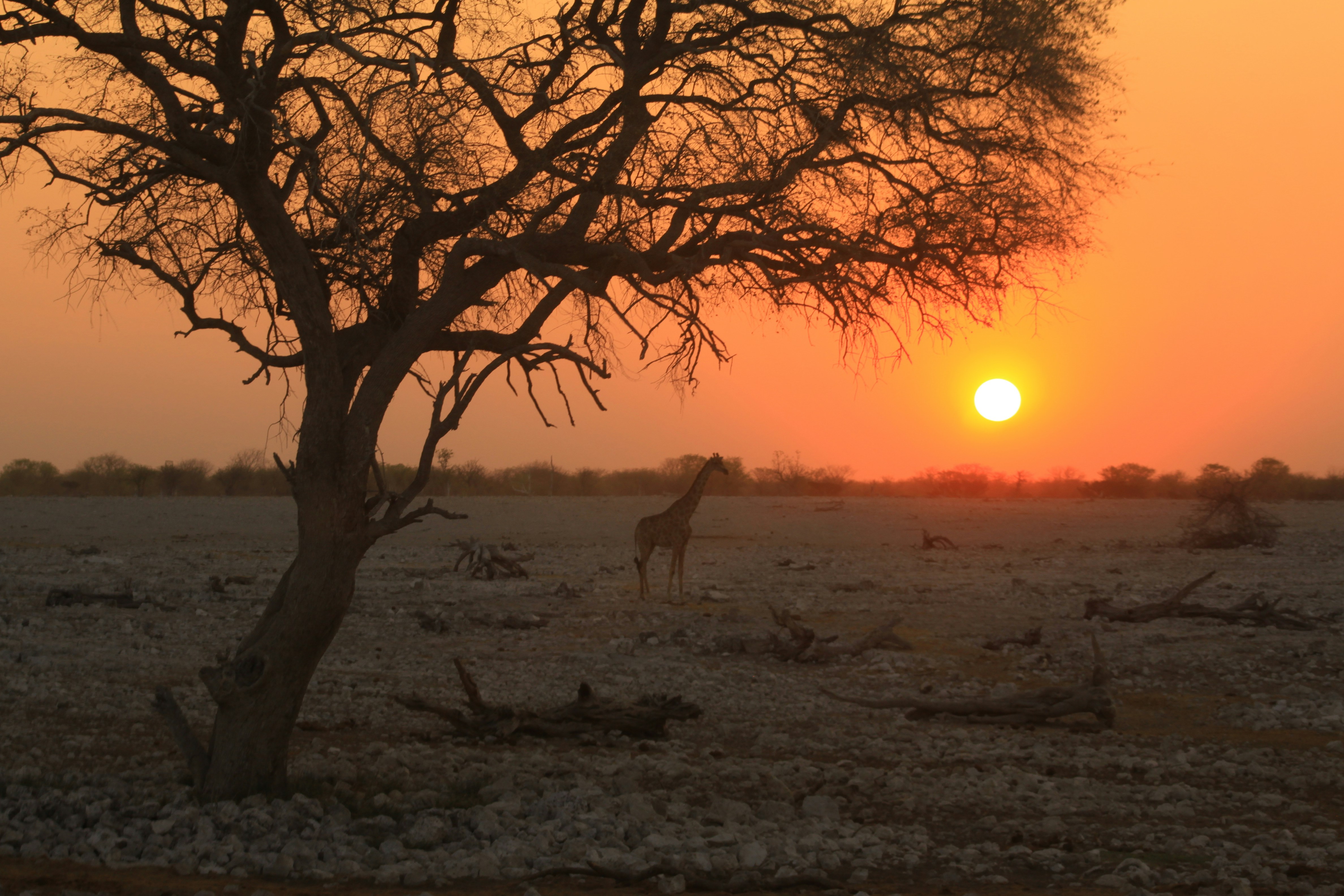 Silueta de una jirafa solitaria contemplando el atardecer naranja en el Parque Nacional de Etosha, Namibia