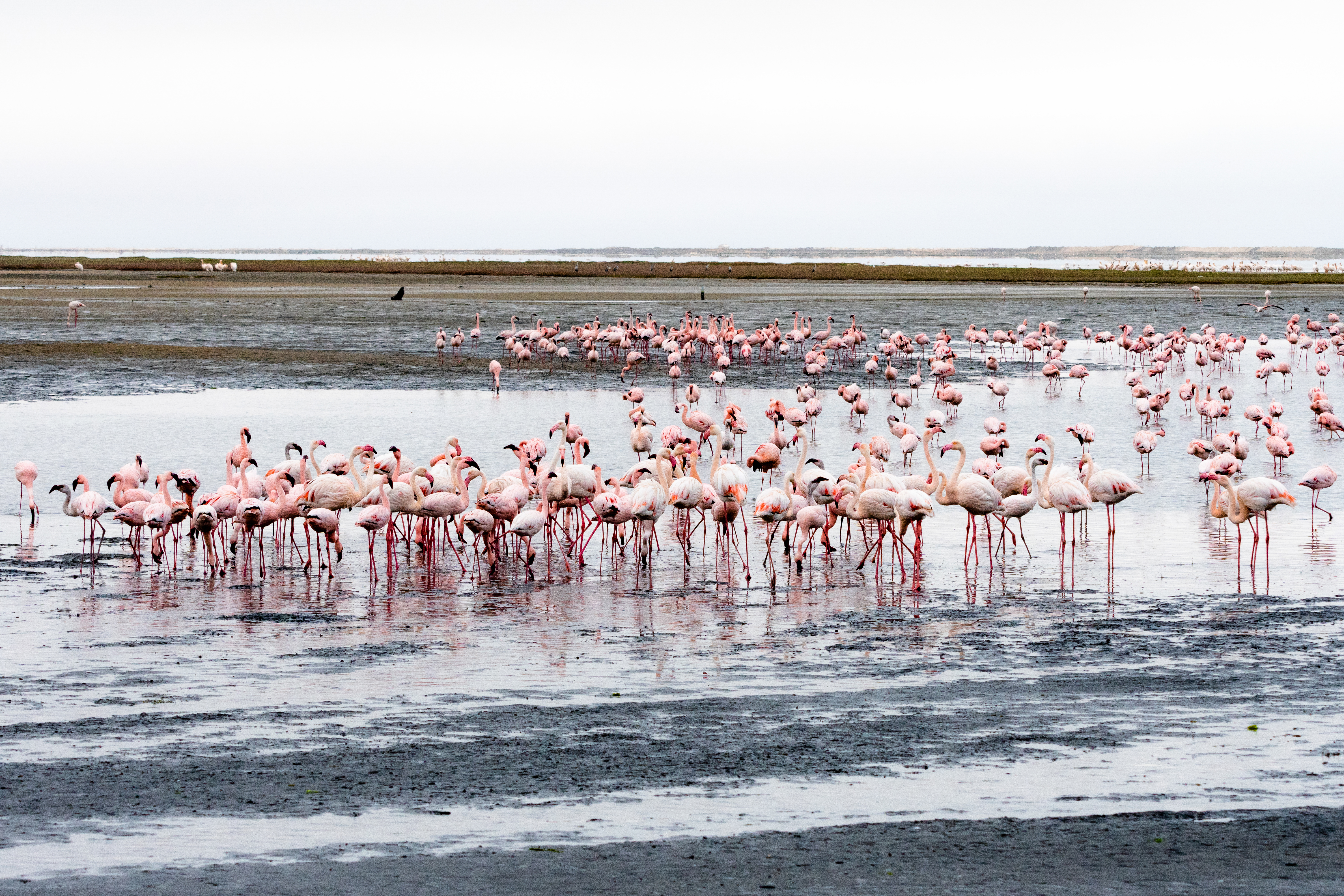 Gran congregación de flamencos rosas en aguas someras de Walvis Bay, Namibia