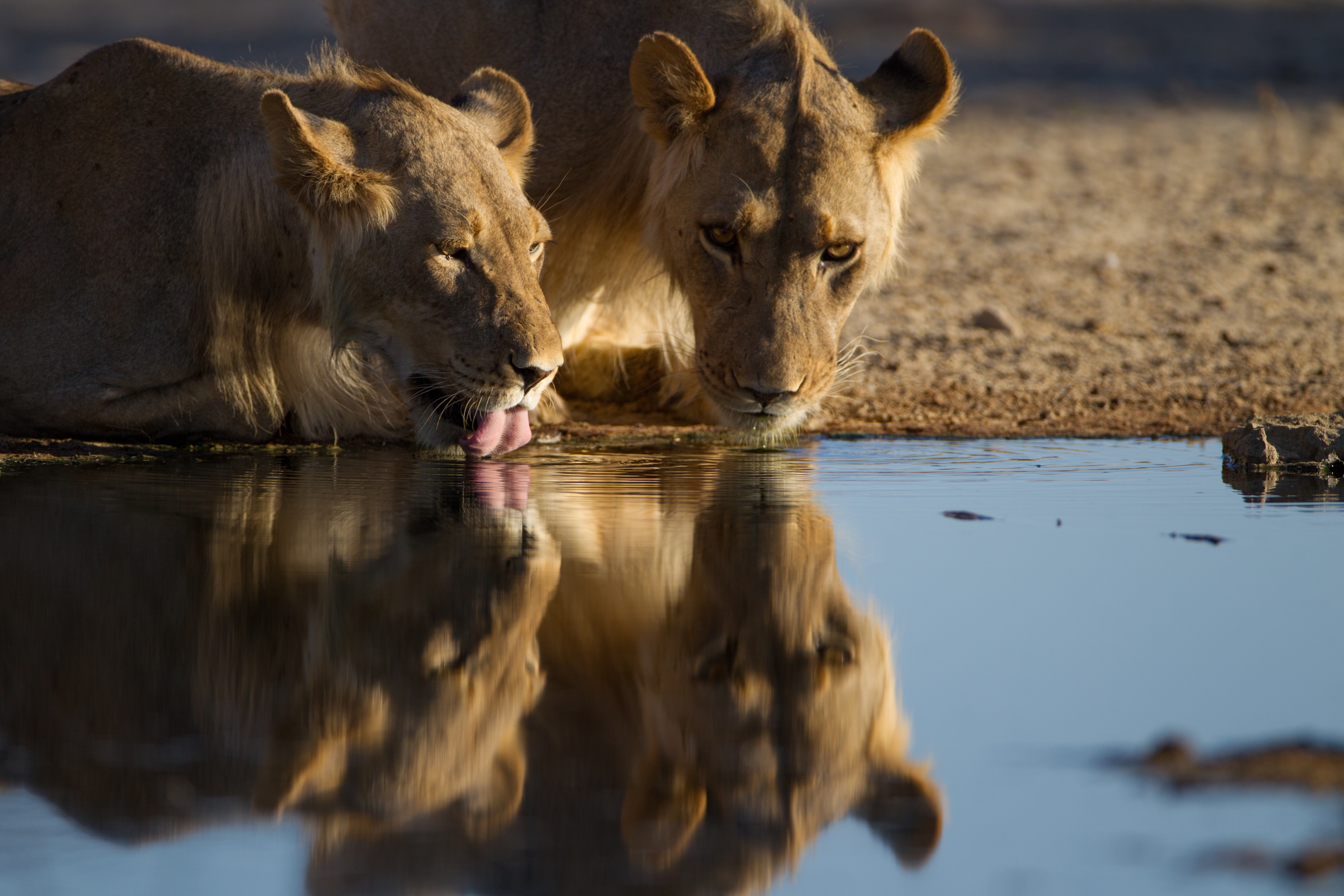 Dos leonas beben agua de una charca reflejándose en el espejo de agua del Parque Nacional de Etosha