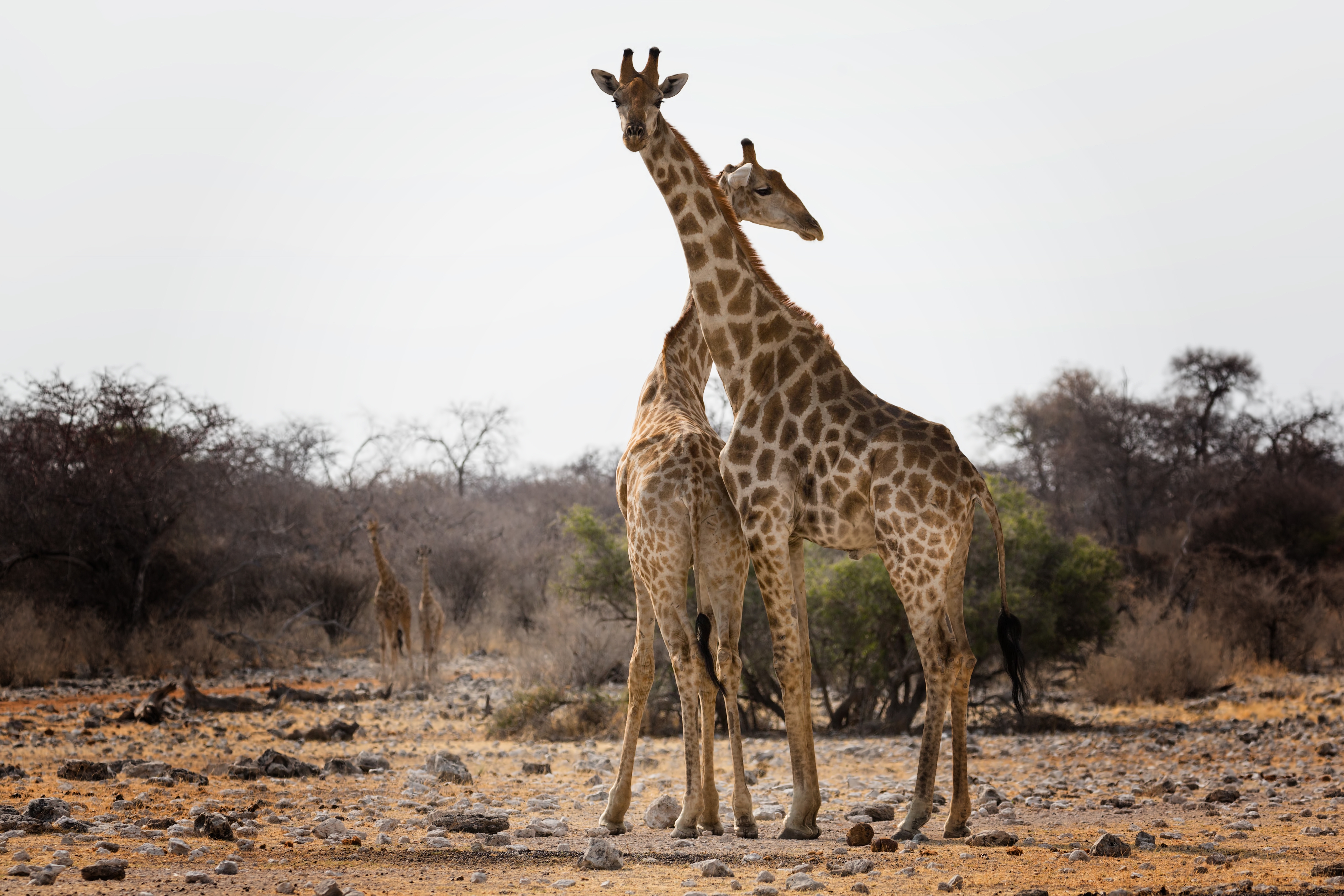 Jirafa adulta y cría en la sabana árida del Parque Nacional de Etosha, durante la estación seca.