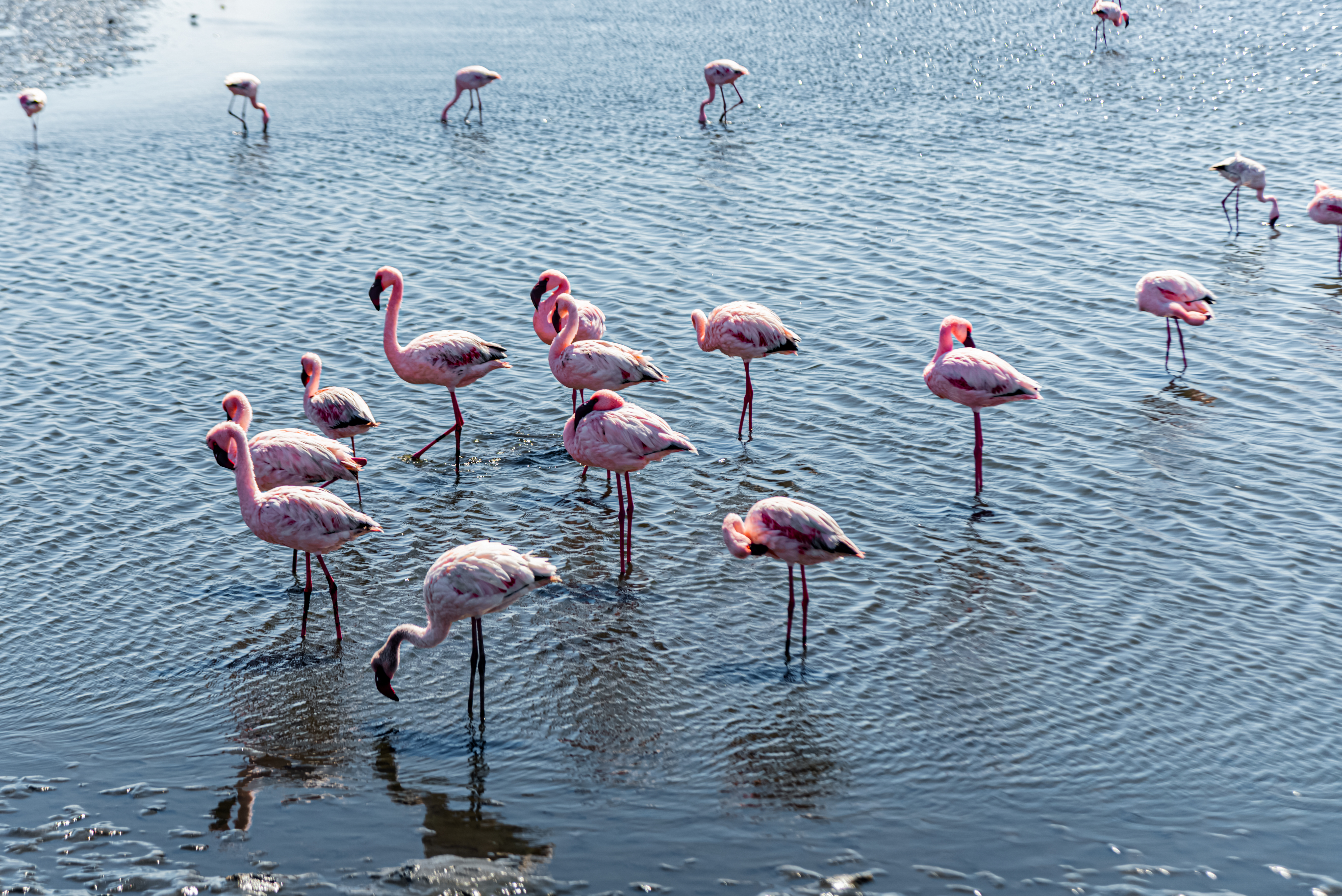 Grupo de flamencos rosados en aguas someras de Walvis Bay, Namibia, alimentándose en posición característica
