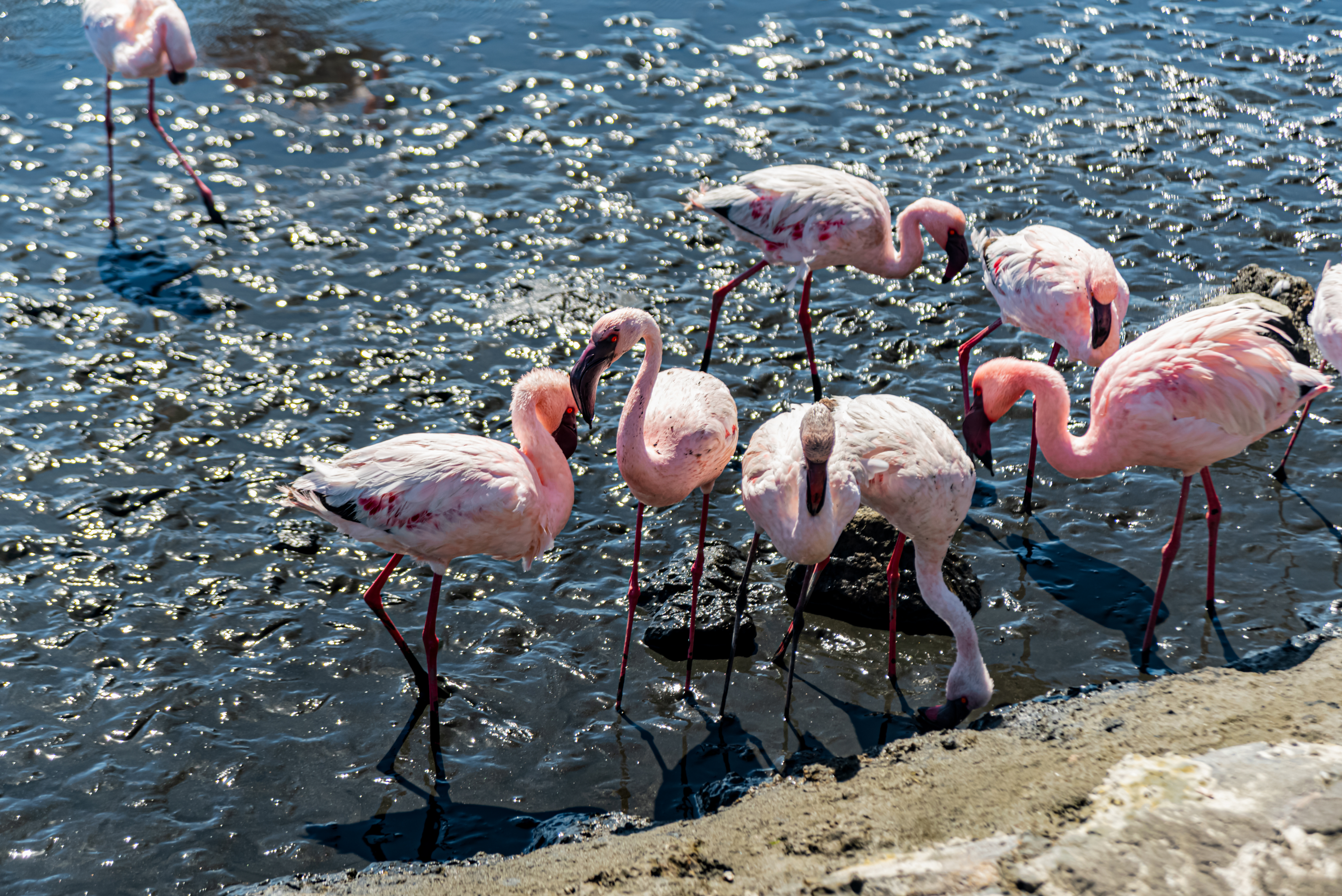 Grupo de flamencos rosados alimentándose en aguas someras de Walvis Bay, Namibia, con reflejos de luz solar en el agua