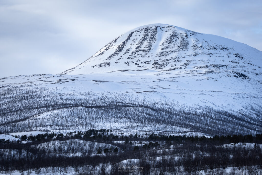 Montaña nevada con bosque de coníferas en primer plano bajo cielo nublado en Abisko, Laponia sueca.