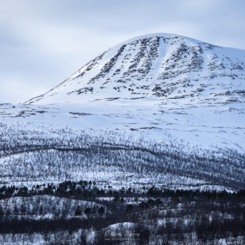 Montaña nevada con bosque de coníferas en primer plano bajo cielo nublado en Abisko, Laponia sueca.