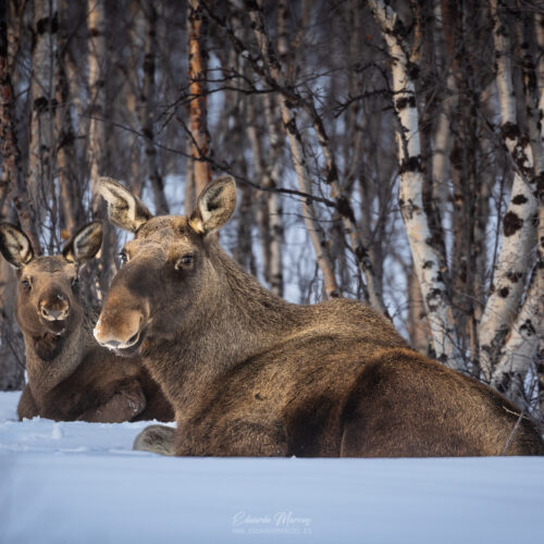Dos alces descansando en la nieve entre abedules blancos en bosque nórdico invernal