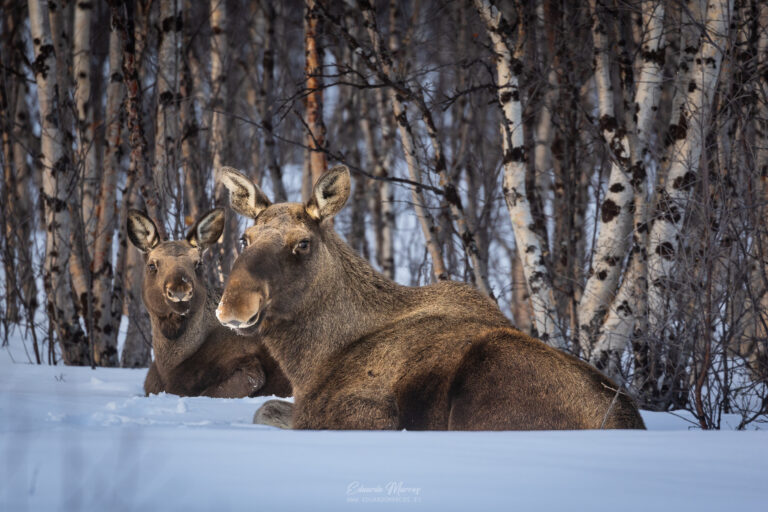 Dos alces descansando en la nieve entre abedules blancos en bosque nórdico invernal