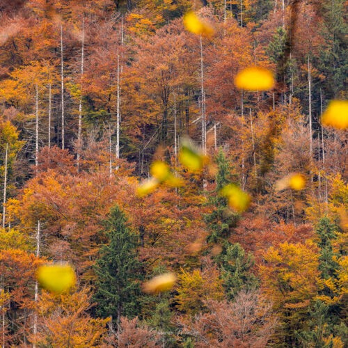 Bosque de otoño con hojas amarillas cayendo y abetos verdes entre árboles de tonos rojizos y naranjas