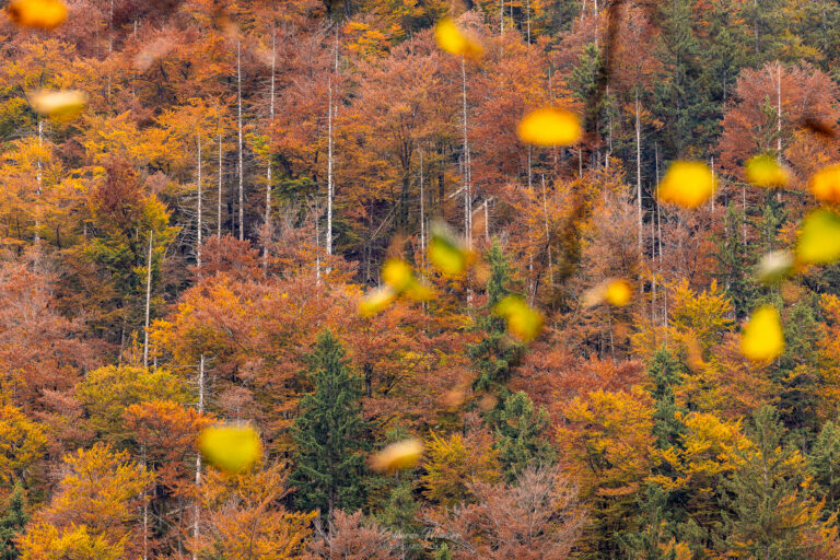 Bosque de otoño con hojas amarillas cayendo y abetos verdes entre árboles de tonos rojizos y naranjas