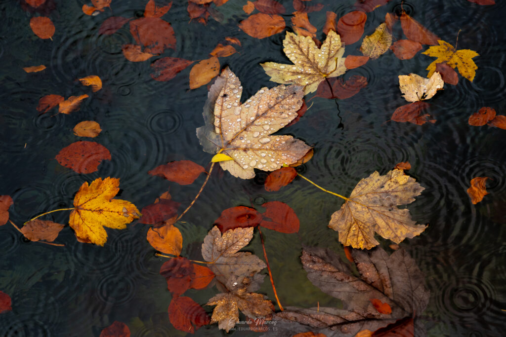 Hojas de otoño en tonos ocre y rojo flotando en agua oscura con ondas concéntricas