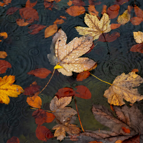Hojas de otoño en tonos ocre y rojo flotando en agua oscura con ondas concéntricas