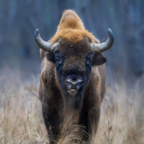 Bisonte europeo con cuernos en campo nevado, mirando directamente a la cámara con bosque desenfocado al fondo