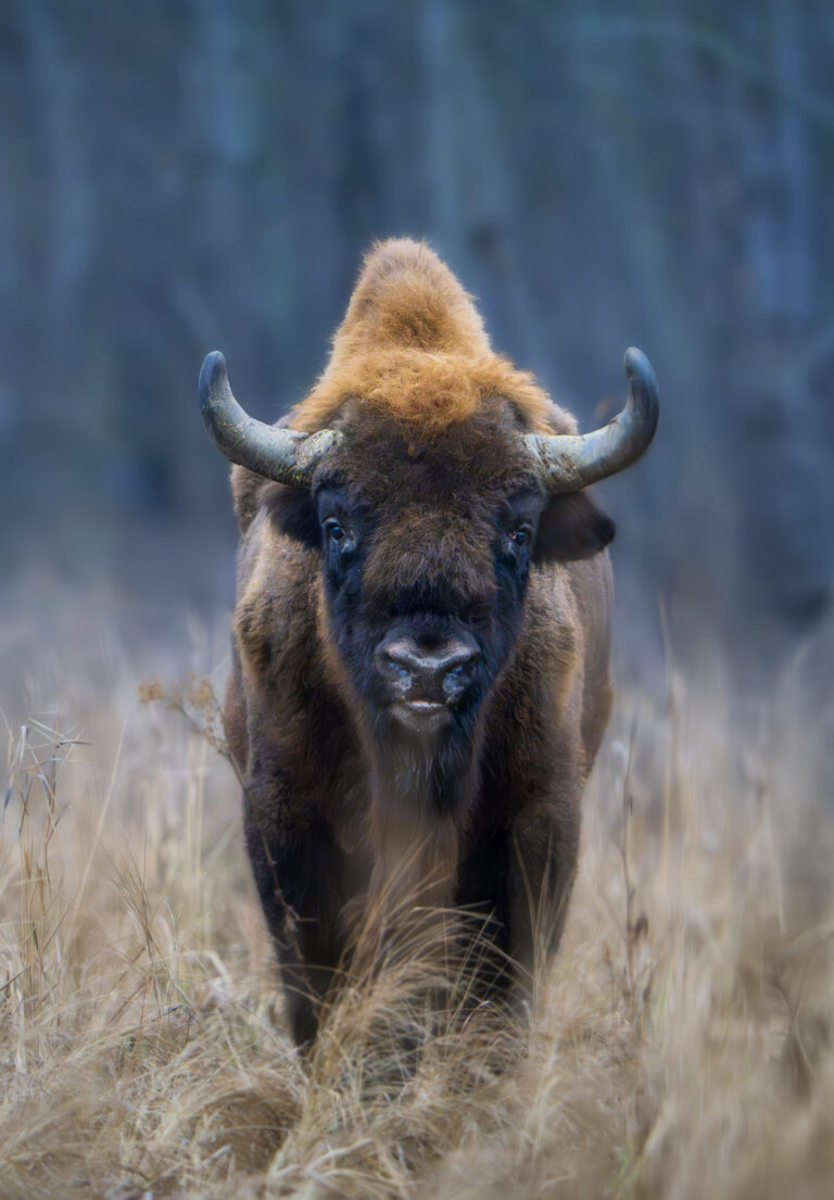 Bisonte europeo con cuernos en campo nevado, mirando directamente a la cámara con bosque desenfocado al fondo
