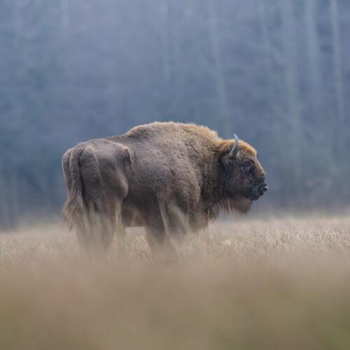 Bisonte europeo en pradera neblinosa con bosque de coníferas al fondo en invierno